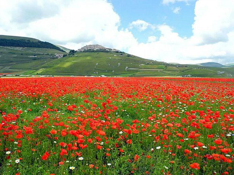 Annual flower blooming event on Castelluccio's plateaus