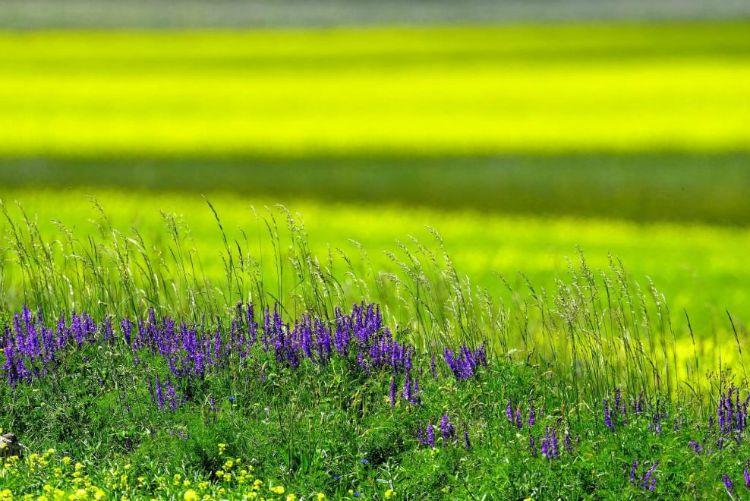 Annual flower blooming event on Castelluccio's plateaus