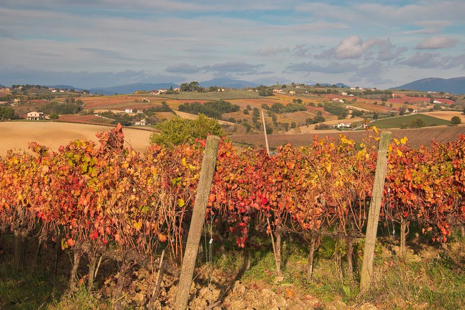 foliage in Italy