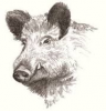 Profile picture for user Wild Boar Brewing